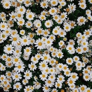 Meet your Posher, Isabel